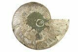 Cut & Polished Ammonite Fossil (Half) - Madagascar #341202-1